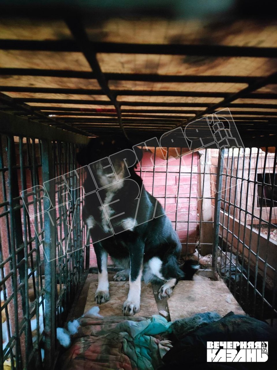    Степан Белоенко / ИД «Вечерняя Казань»