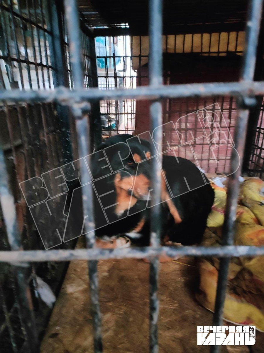    Степан Белоенко / ИД «Вечерняя Казань»