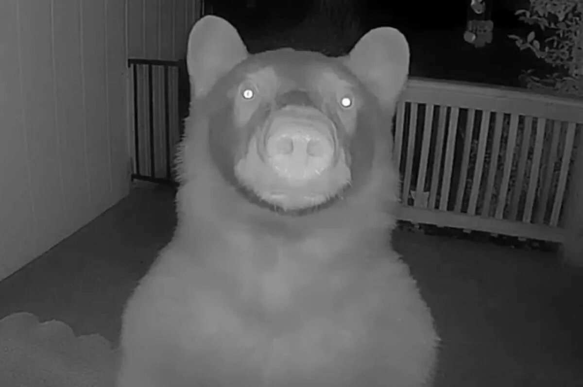    В США камера на частном доме засняла, как медведь ночью позвонил в дверь