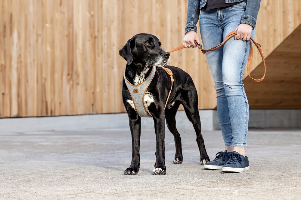 Шлейка серии Alpine для больших собак 