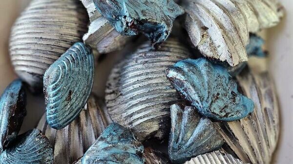    © Telegram Михаил Развожаев