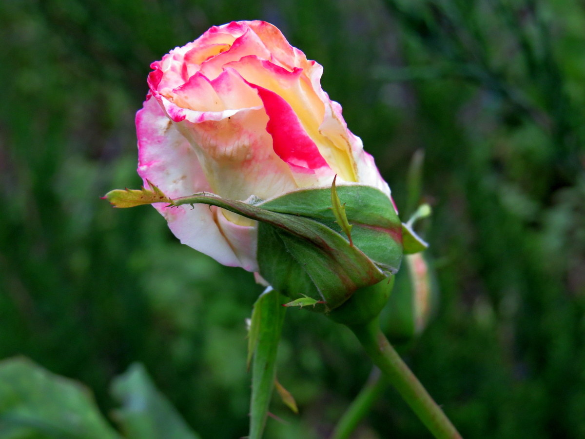 Розы декабря.