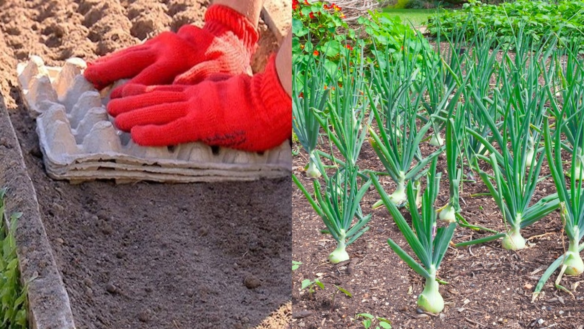 Результат первого эксперимента. 30 лунок за 2 минуты вместо часа работы с рулеткой