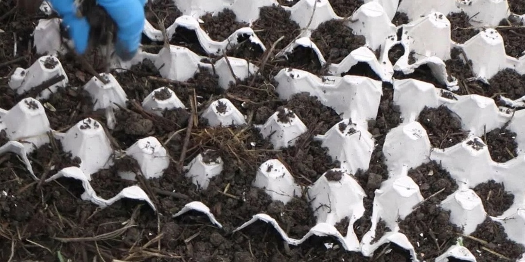 Выбрасывал яичные лотки 5 лет подряд необдуманно. Теперь грядки почти бесплатные