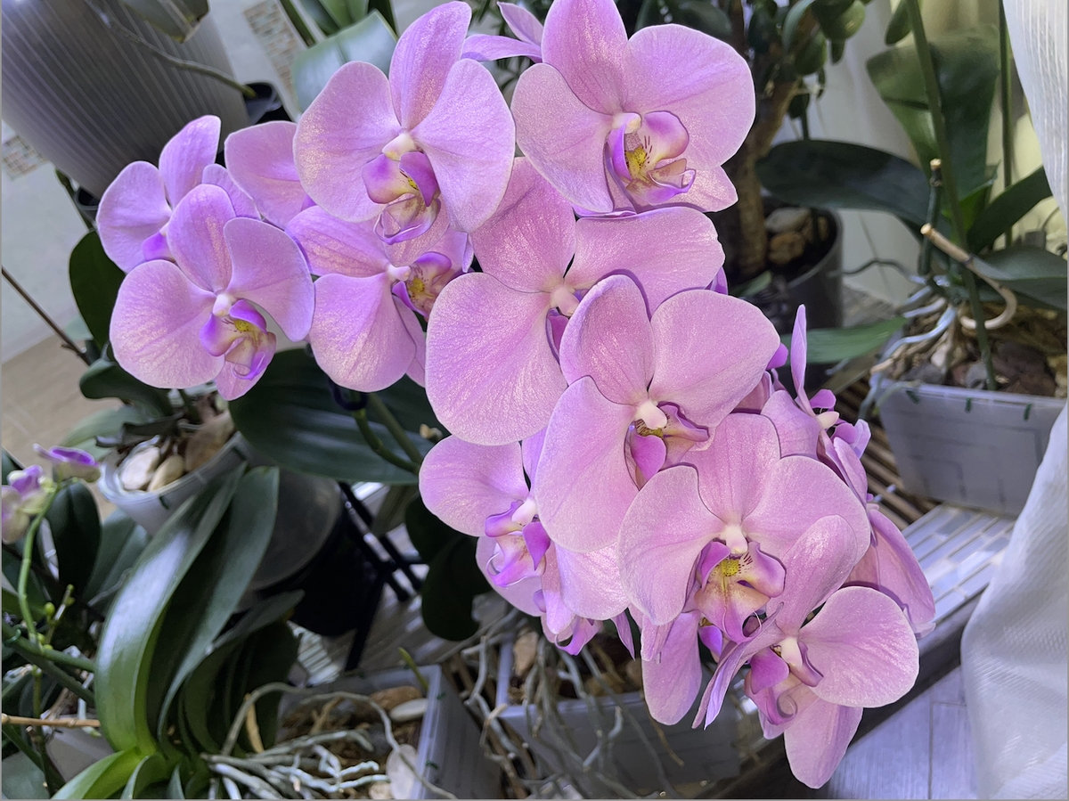 Розовая Перламутровая орхидея через 3,5 года после омоложения. Орхидеи С Еленой Кузнецовой