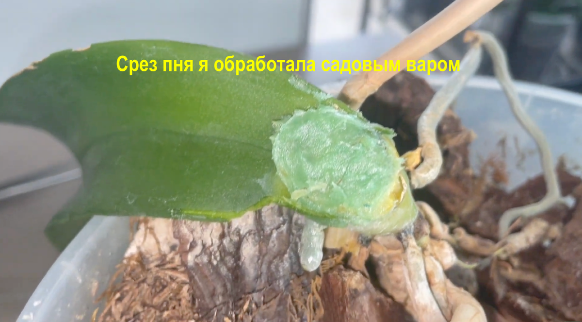 После омоложения пень остался в прежней посадке. Орхидеи С Еленой Кузнецовой