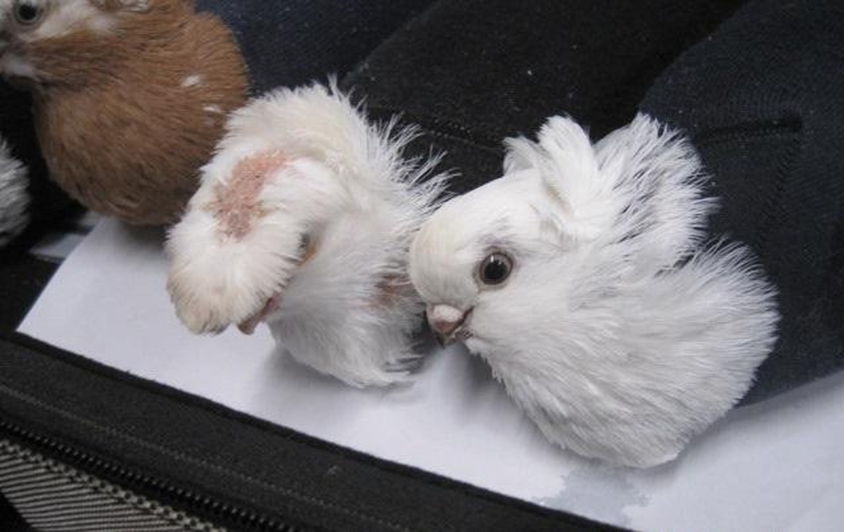    Фото пресс-службы Псковской таможни