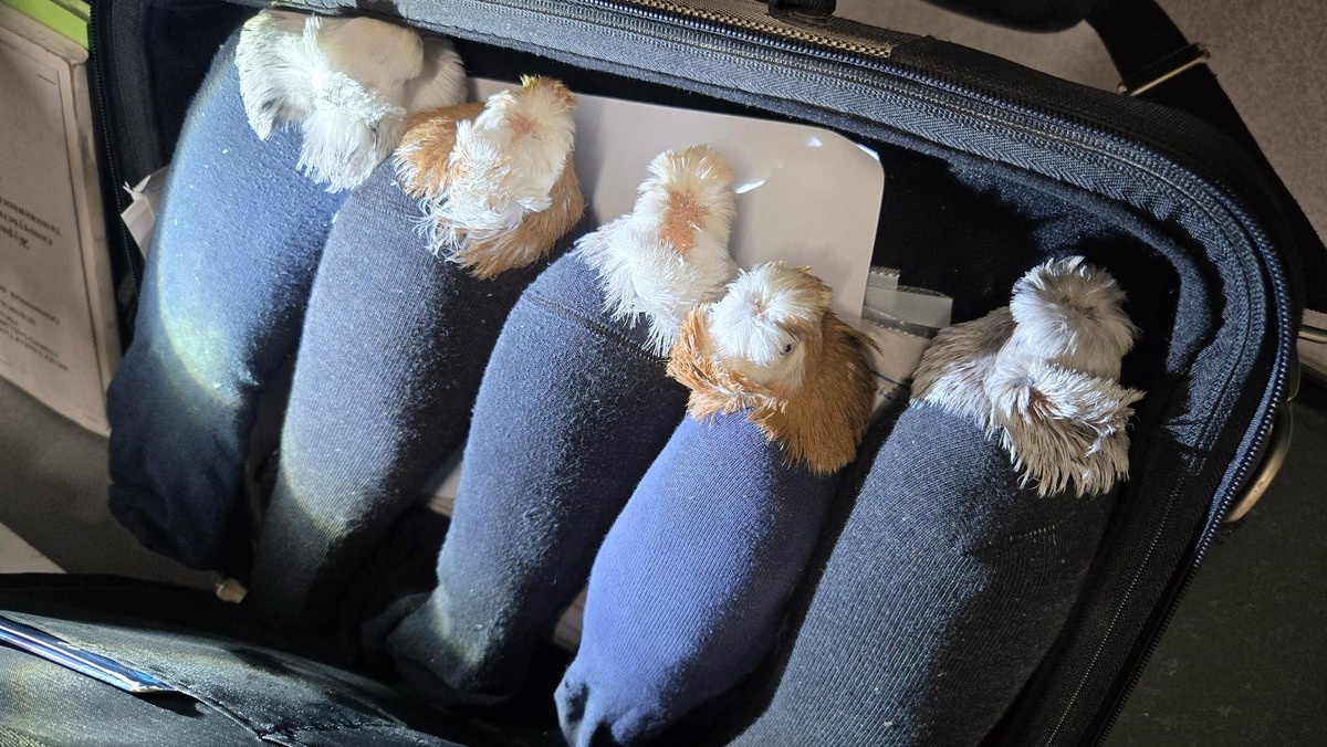    Фото пресс-службы Псковской таможни