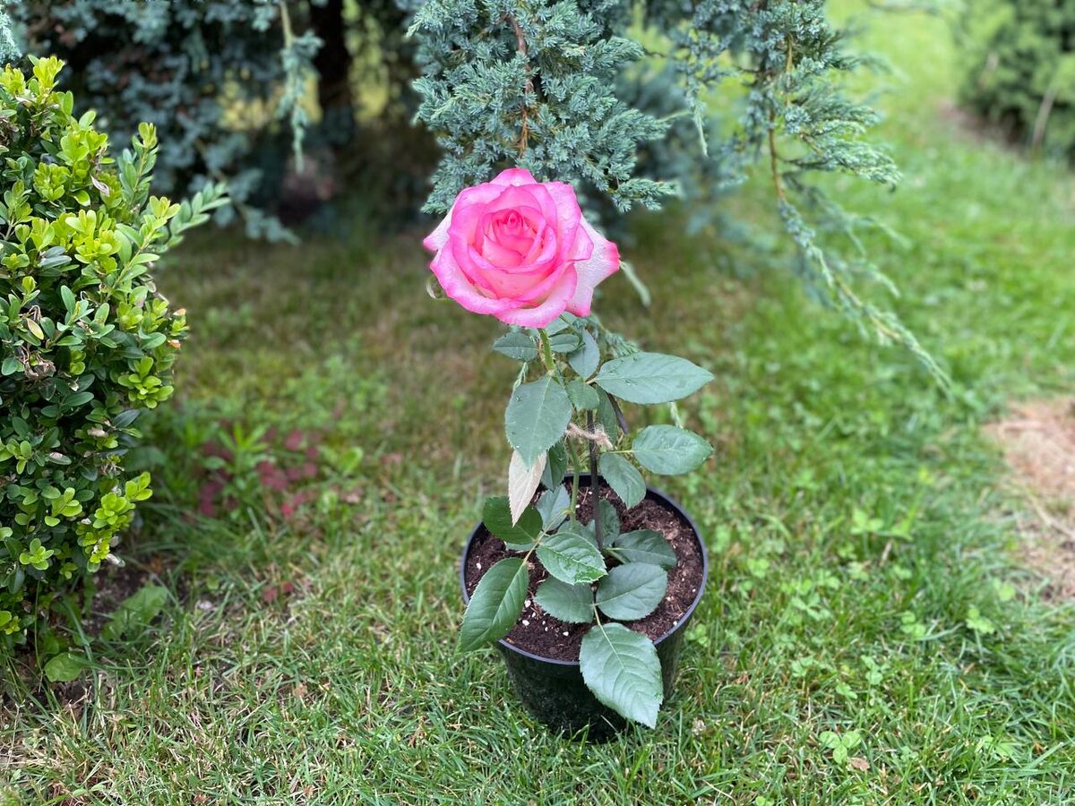 Укорененная корнесобственная роза. Фото автора 