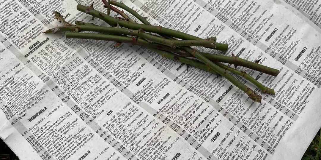 Осенью заворачиваю в газету — весной с корнями: методом размножения роз поделилась читательница