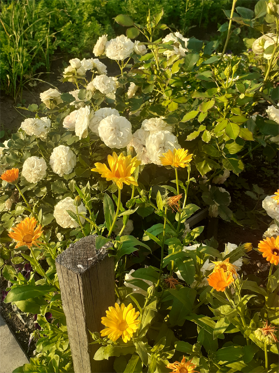 МОЯ ФЛОРИБУНДА "КОРСНОДА"-ОЧЕНЬ СТОЙКАЯ РОЗА.