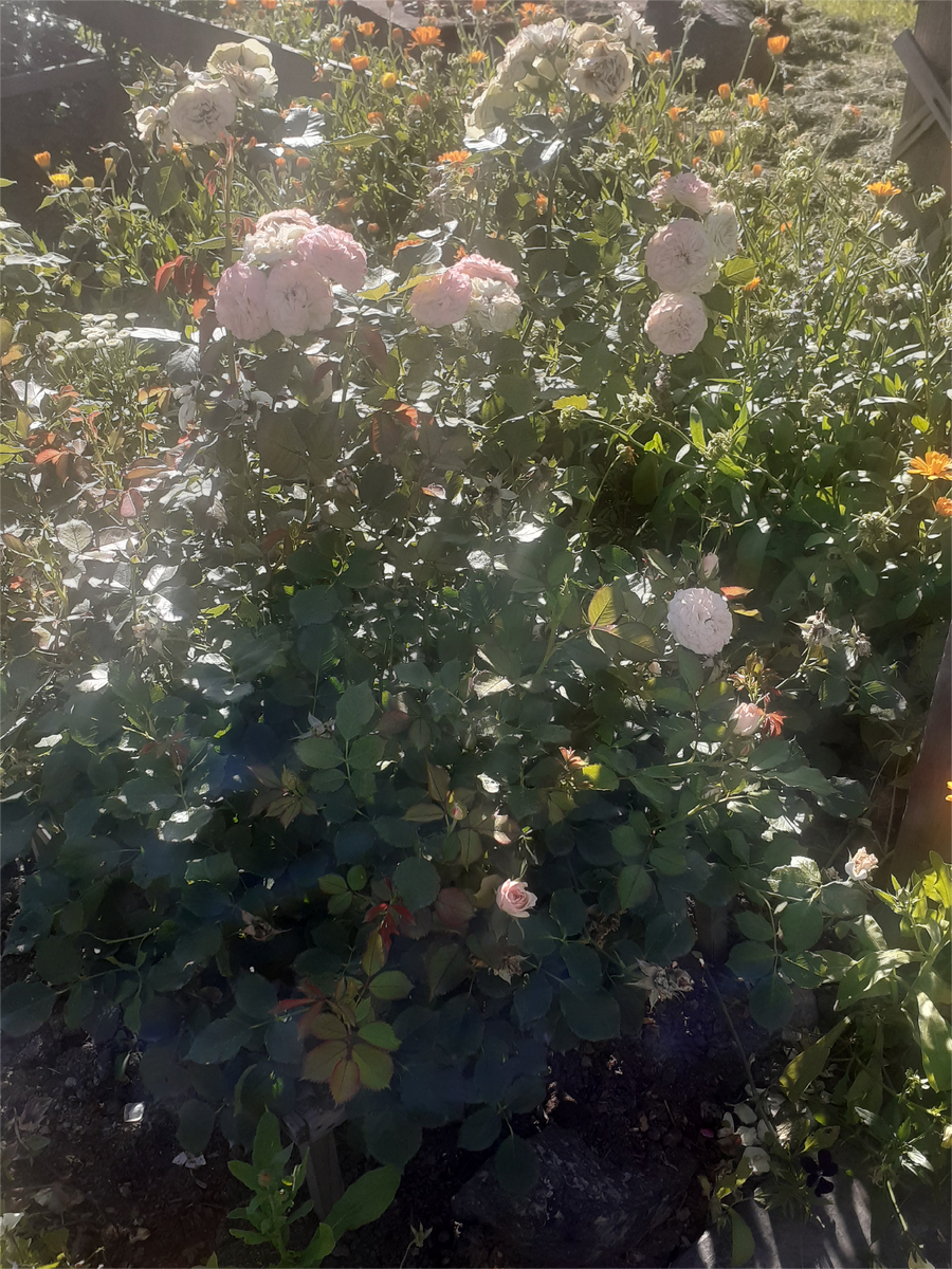 РОЗА КОРСНОДА. НАЧАЛО ОСЕНИ.НА ЦВЕТАХ ПОЯВИЛАСЬ РОЗОВИНКА.