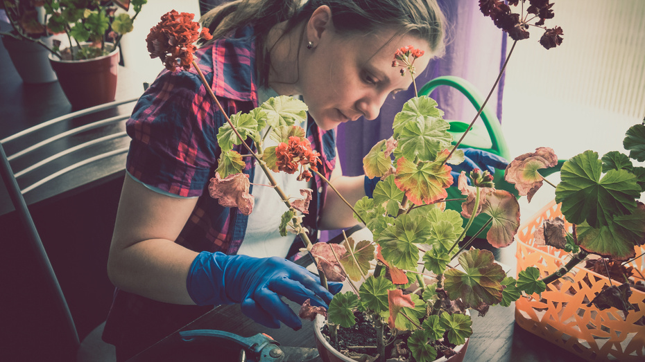 Отказался от покупки герани в магазине. 10 черенков из 12 прижились дома