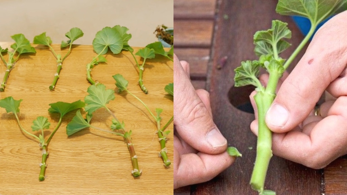 Черенки герани