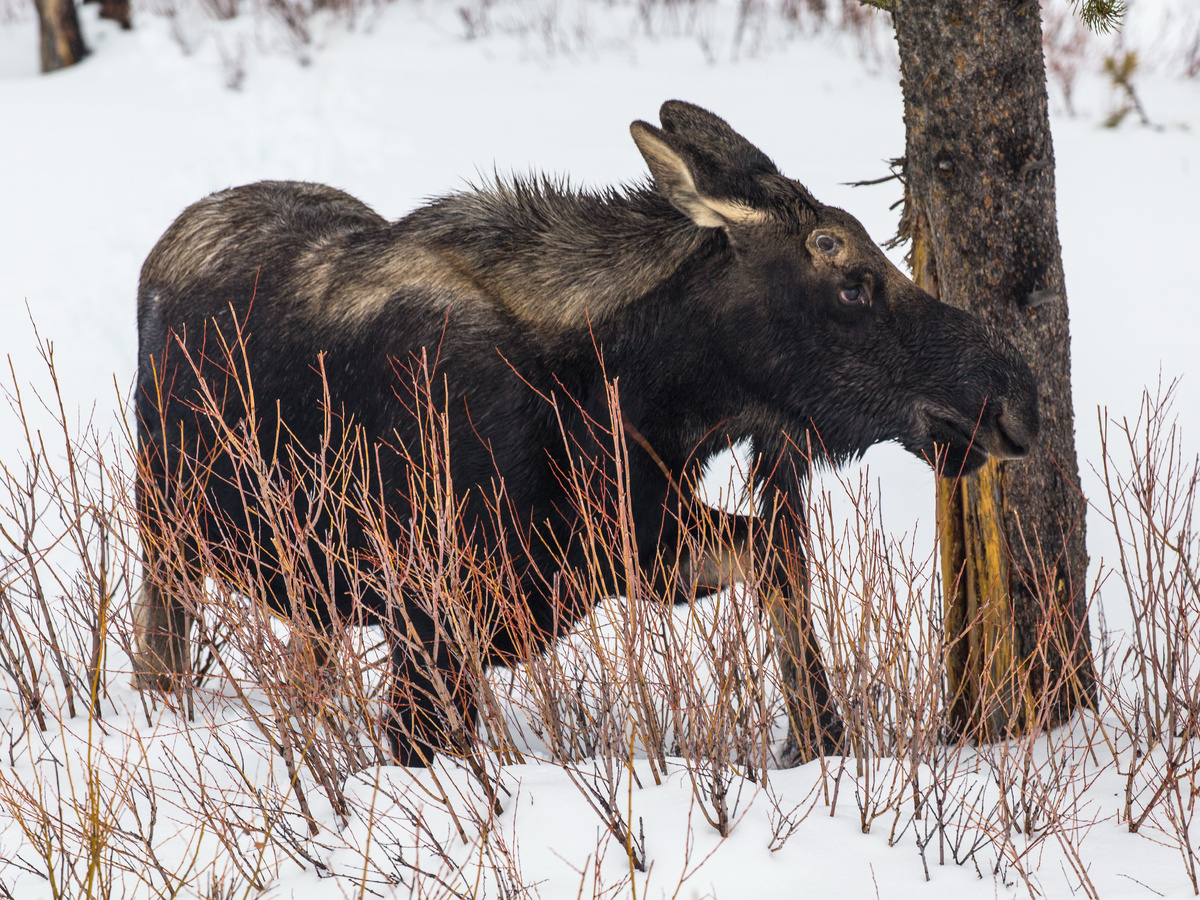 В холода Сохатый переходит на плебейскую пищу — соскабливает её со ствола мощными резцами. Исследования, проведённые в Березинском заповеднике, показали, что при обильной кормёжке взрослый лось может съедать за день до 16 кг грубого провианта! Он даёт много объёма, но куда меньше энергии, чем летняя зелень. 