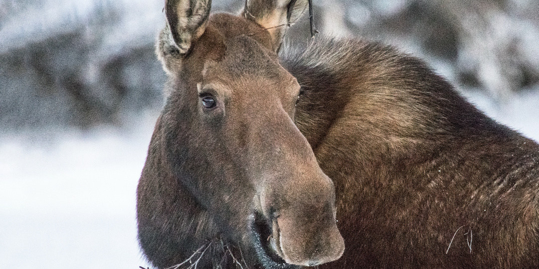 Как на самом деле зимует лось: 10 интересных фактов из жизни сохатого