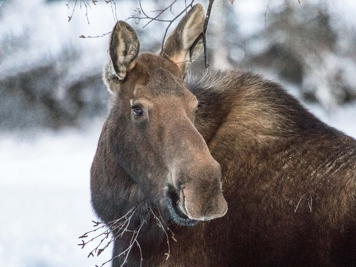 Как показали исследования, проведенные в костромском заказнике «Сумароковский», именно воздушная прослойка помогает лосям выживать в суровых условиях при низких температурах. Это — гарант сохранения жара. Фотография: Markus Trienke, CC BY-SA 2.0