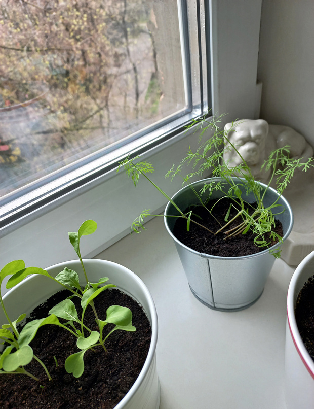 Мини-огород на подоконнике