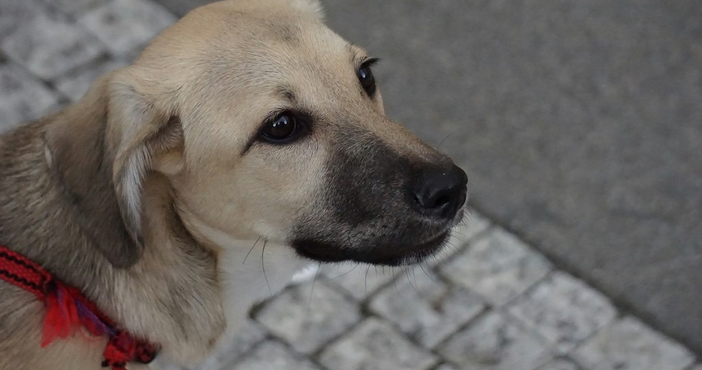 В Екатеринбурге бездомных собак сделали точками раздачи интернета. Почему это не ок?