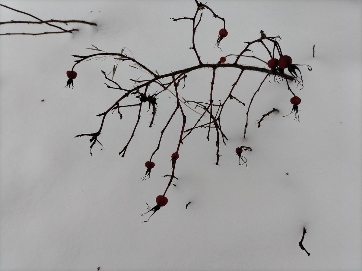 Фото автора.