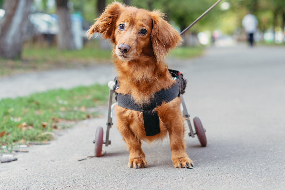 Собака-инвалид в коляске.