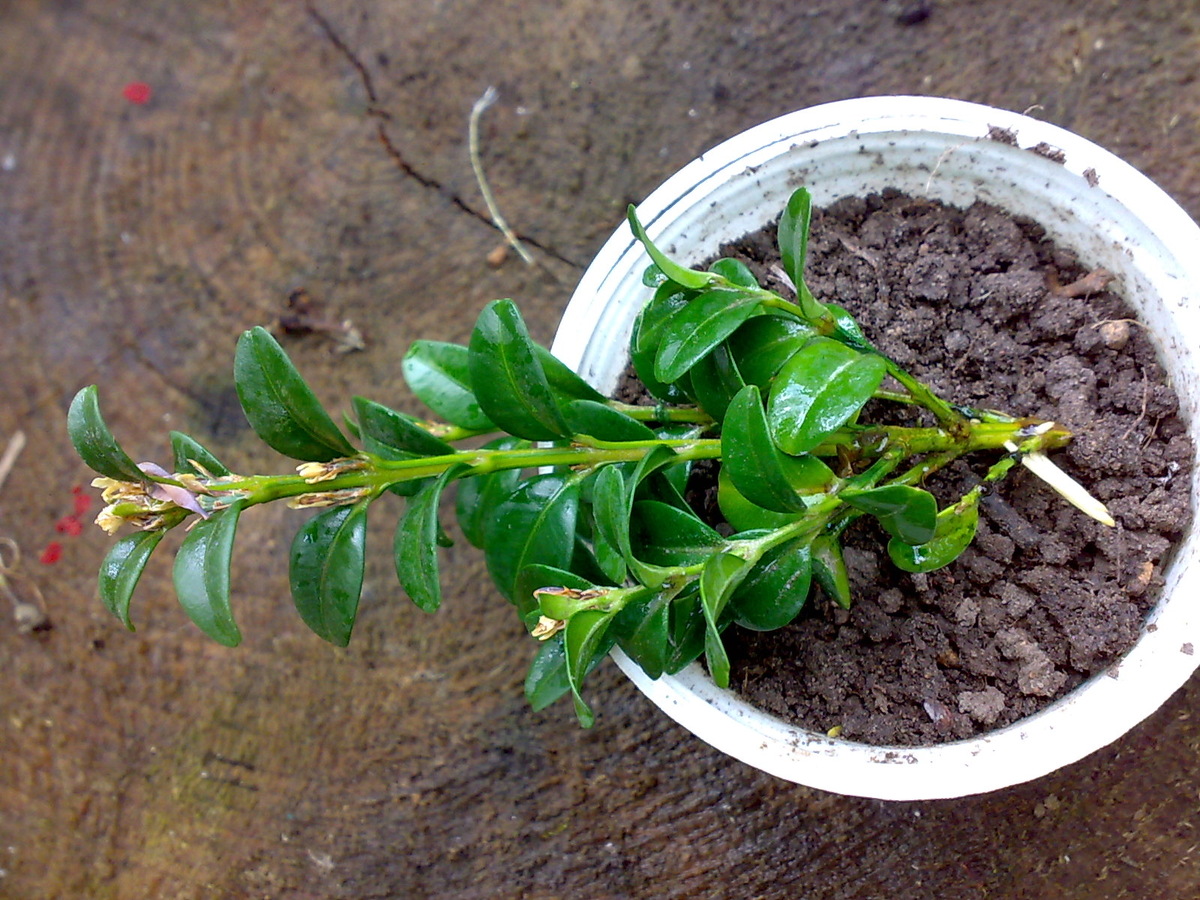 Укоренение самшита черенками