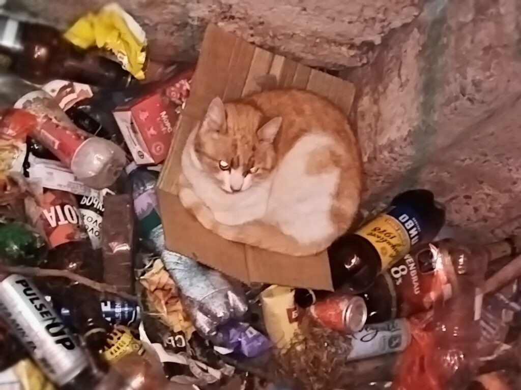    Фото: «Пропавшие и найденные животные Карелии»