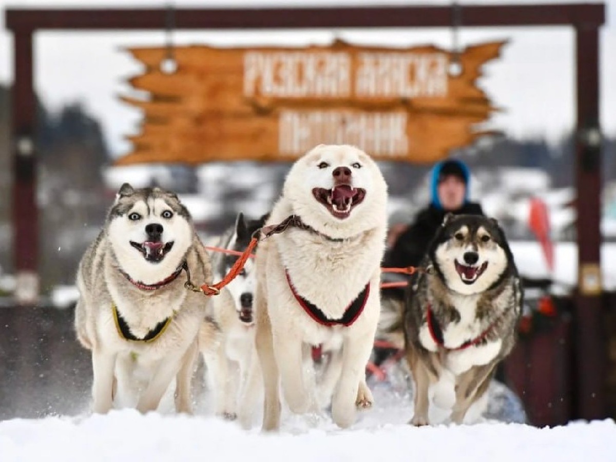    Фото: пресс-служба Министерства культуры и туризма Московской области