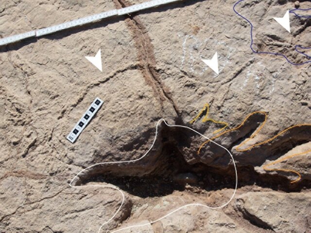    Фото: ournals.plos.org