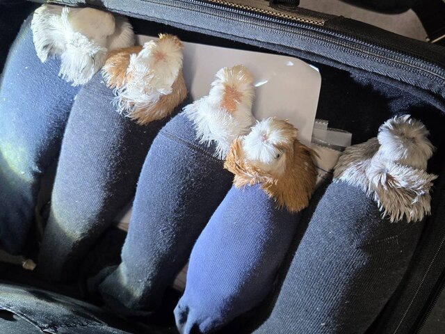    Фото: sztu.customs.gov.ru