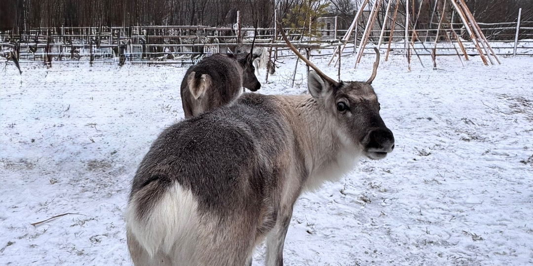 Путешествие выходного дня к северным оленям в окрестностях Архангельска.