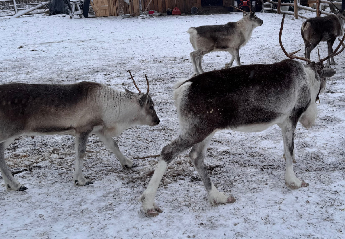 Фото автора.