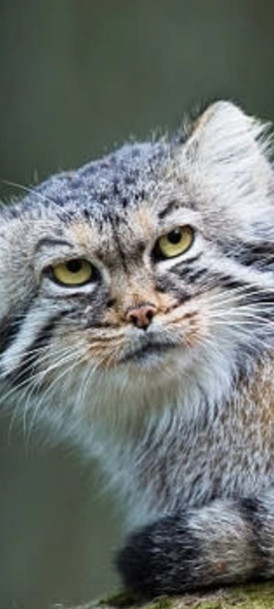 манул из зоопарка тоже любит лакомиться сыром