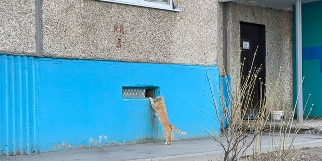 УК будут штрафовать, а людей - сажать: чем грозит незаконное закрытие подвалов с животными