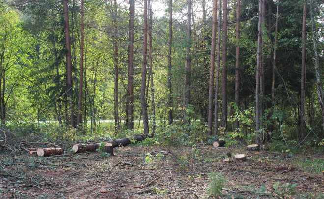    © Надежда Цветкова \ Baltphoto