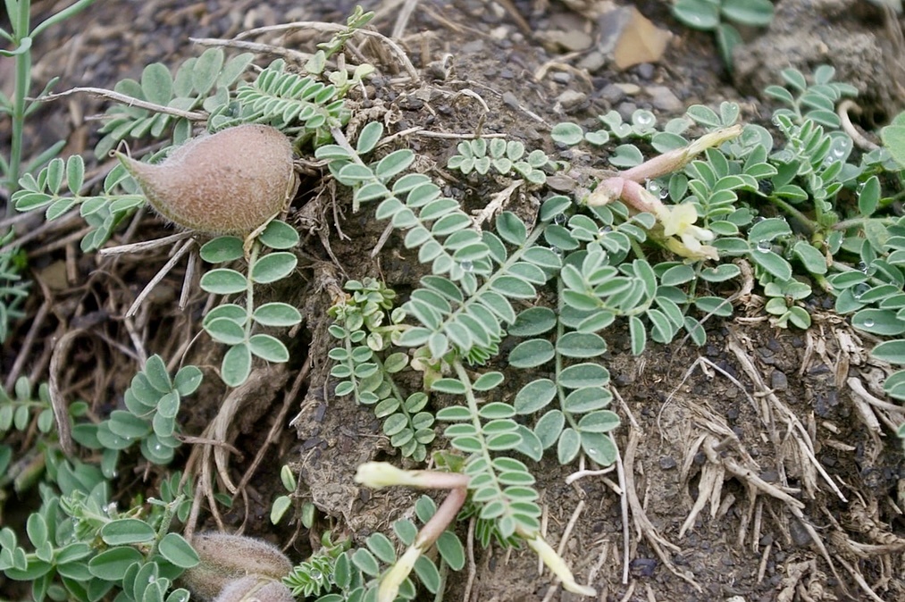 Изображение из открытых источников 