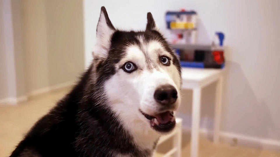 ФОТО: Кадр программы "Тайны Чапман", РЕН ТВ