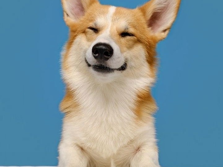 Собаки: пушистые философы и четырехлапые терапевты