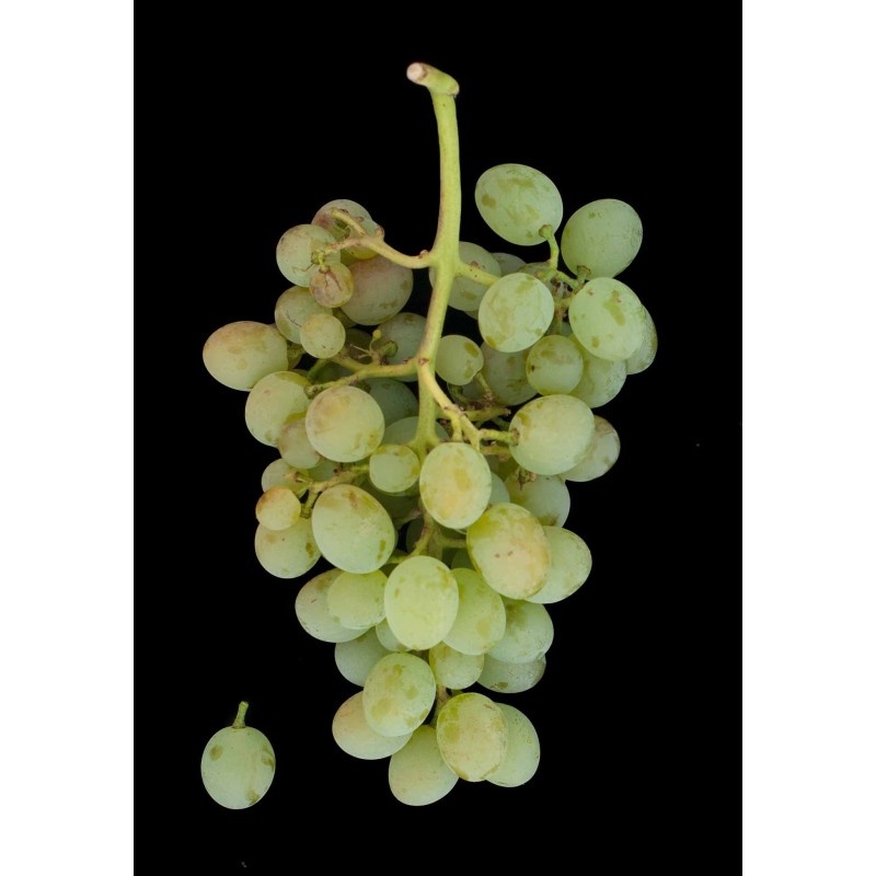 Кокур (Кокур белый)