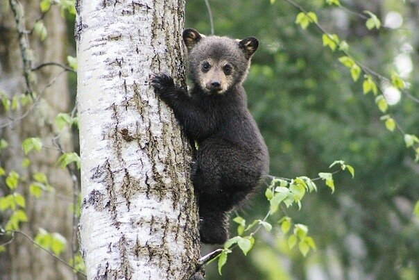 Фото из Яндекса