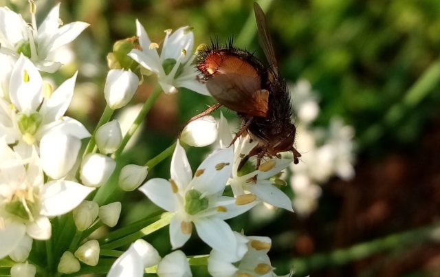 Взрослая ежемуха (муха-тахина) на цветках многолетнего лука джусай. В саду она является полезным паразитом, чьи личинки уничтожают гусениц и долгоносиков. © Николина Татьяна  📷
