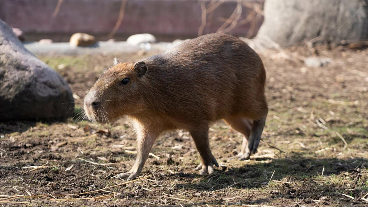   @svetlanaakulova1 / Telegram