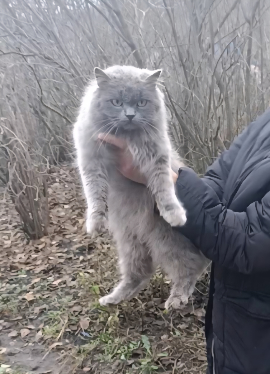 Амурка на улице...💔