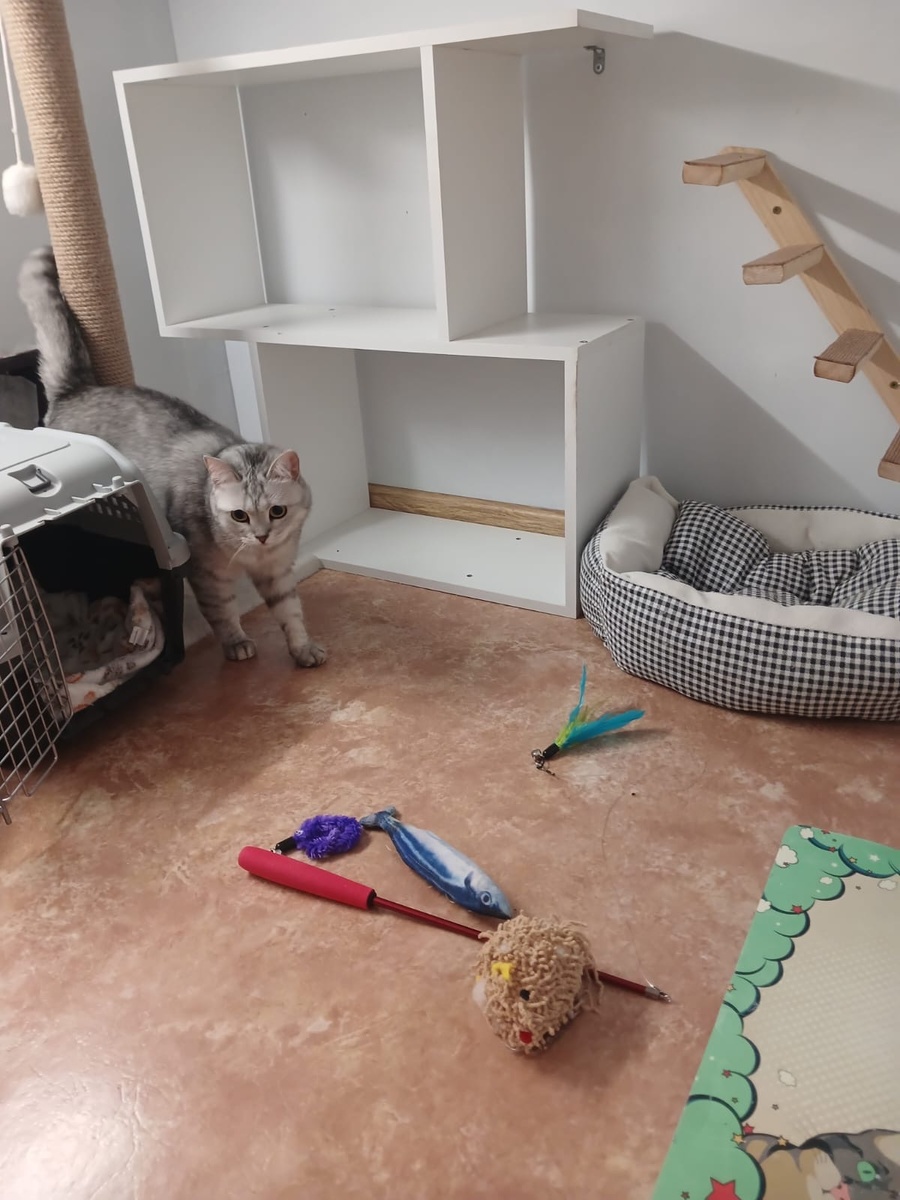 Зоогостиница «Хвост и хвостики»