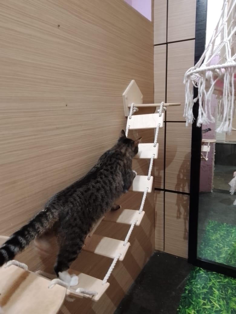 Котоотель «Хвост и хвостики»