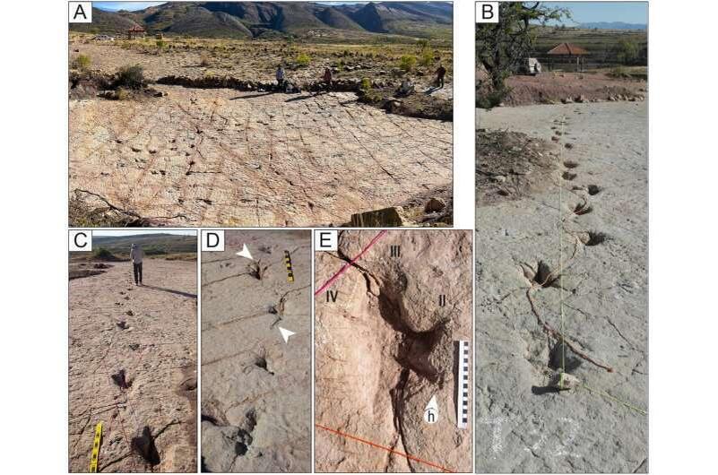     Фото: PLOS One (2025)