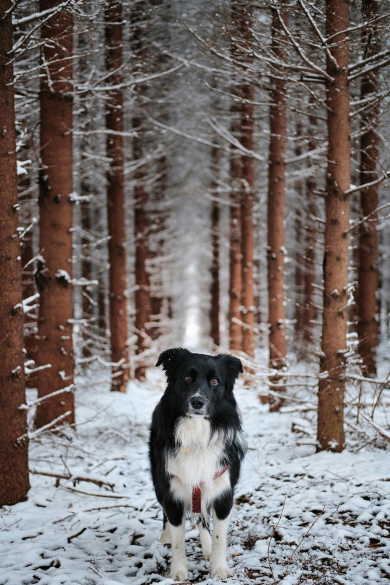    Не все собаки переносят мороз так же легко, как кажется