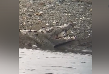    Фото: скриншот видео