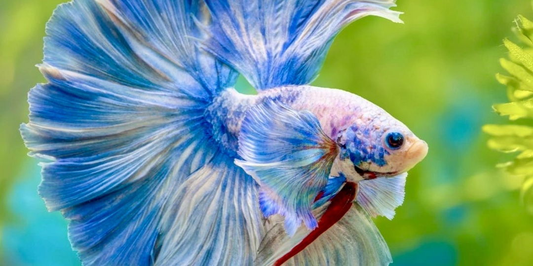 Аквариумные рыбки: мокрые питомцы, которые не требуют выгула и не летают