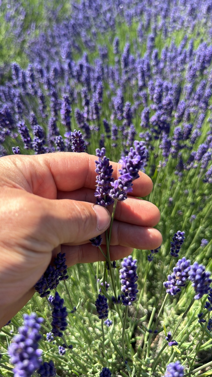 Лаванда в идеальной стадии созревания для создания ароматных, вечных букетов и композиций из лаванды для декора